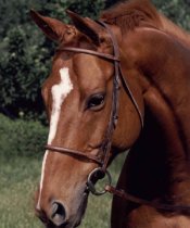 Elegance Hunter/Jumper Bridle