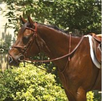 Verona Raised Fancy Stitched Running Martingale Newmarket