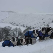 Foggy Mountain Nylon Turnout Dog Coat