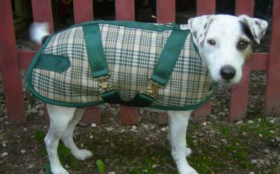 Foggy Mountain Baker Green Plaid Dog Coat