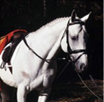 Red Barn Vienna Side Reins
