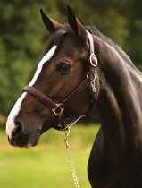 HDR Fancy Padded Leather Halter