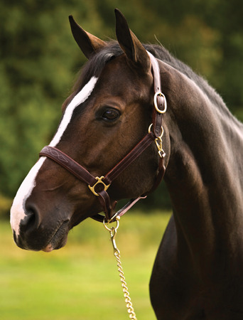 HDR Fancy Padded Leather Halter