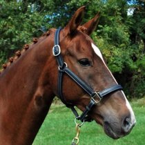 KL Select Red Barn Grace Leather Halter