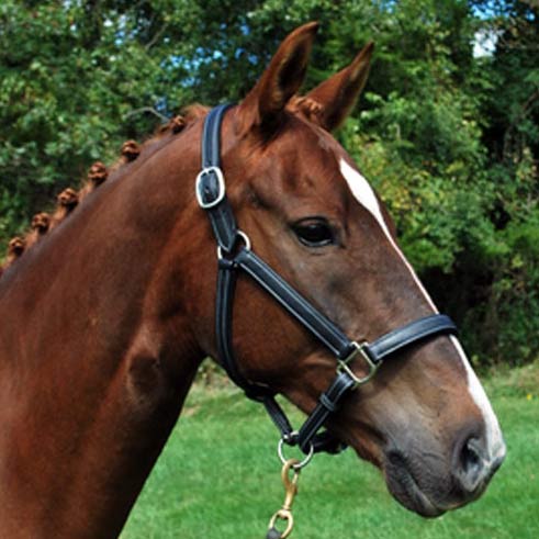 KL Select Red Barn Grace Leather Halter