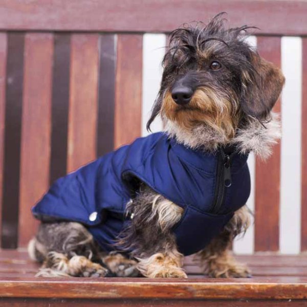 Eskadron Dog Coat in Navy