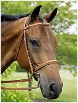 HDR Fancy Raised Padded Bridle with Laced Reins