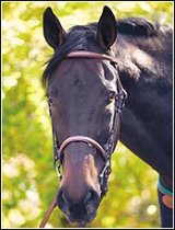 HDR Fancy Raised Snaffle Bridle with Laced Reins Havana