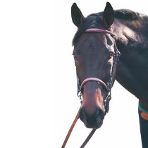 HDR Fancy Raised Snaffle Bridle with Laced Reins Havana
