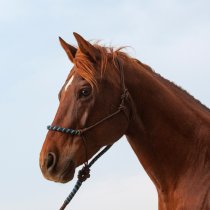 Classic Equine Two-Tone Rope Halter and Leadrope - Choc/Turq