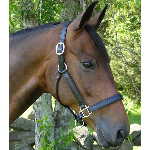 Black Oak Sycamore Leather Halter