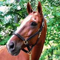 Black Oak Willow Leather Halter