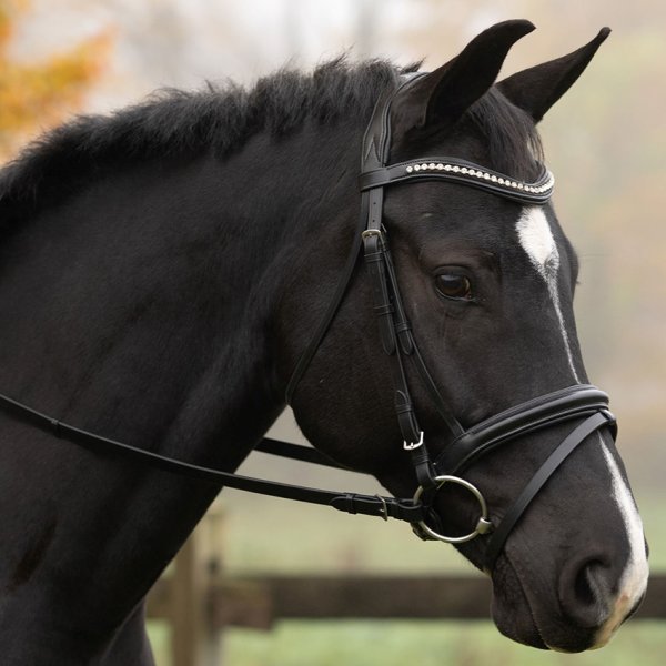 Black Oak Magnolia Dressage Bridle