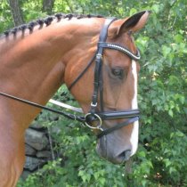 Black Oak Magnolia Dressage Bridle