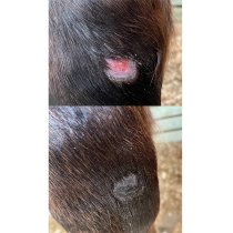 Purvida Barrier Balm - Natural Skin Salve for Horses