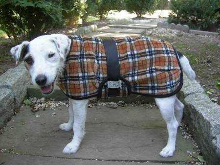Foggy Mountain Snuggler Dog Coat - Derby Plaid