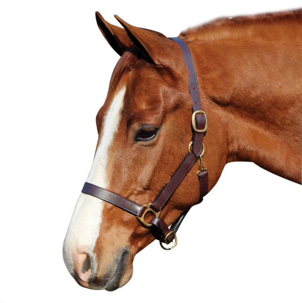 HDR Advantage Leather Halter