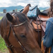 Cashel Rawhide Browband Headstall Laced