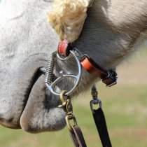 Myler Western Dee Bit with Hooks Low Port Comfort Snaffle