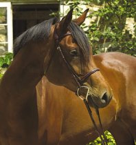 Verona Raised Fancy Stitch Bridle
