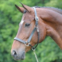 Arc de Triumph Premium Leather Halter Cob