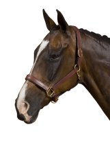 Collegiate Padded Halter