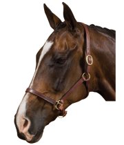 Collegiate Rolled Edge Break Away Halter
