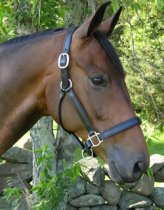 KL Select Red Barn Kelly Show Halter